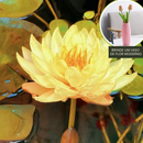 A flor de lótus da tigela sagrada de bonsai - [Brinde um Vaso de Flor Moderno]